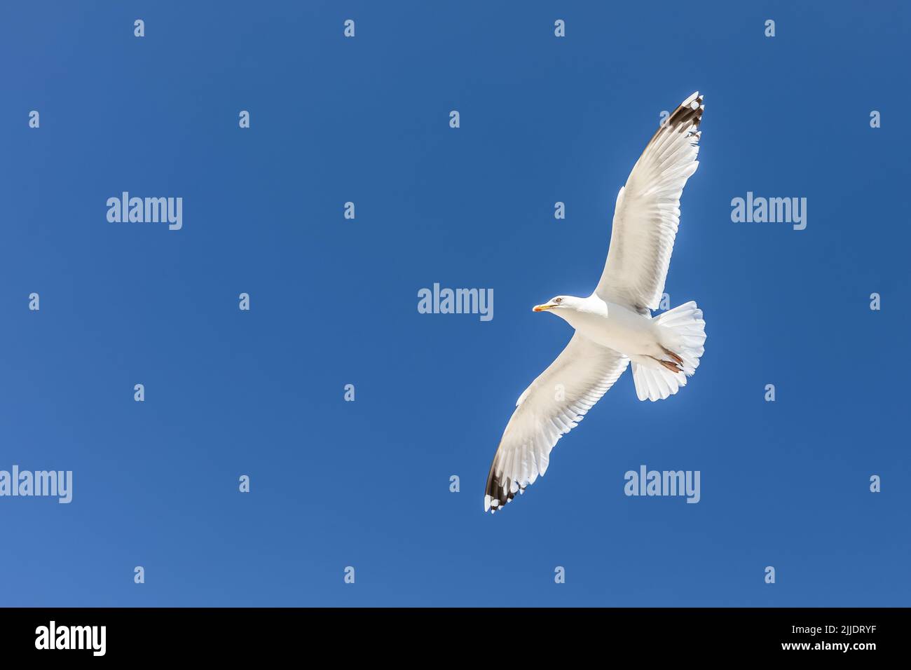 white seagull flies in front of blue sky Stock Photo