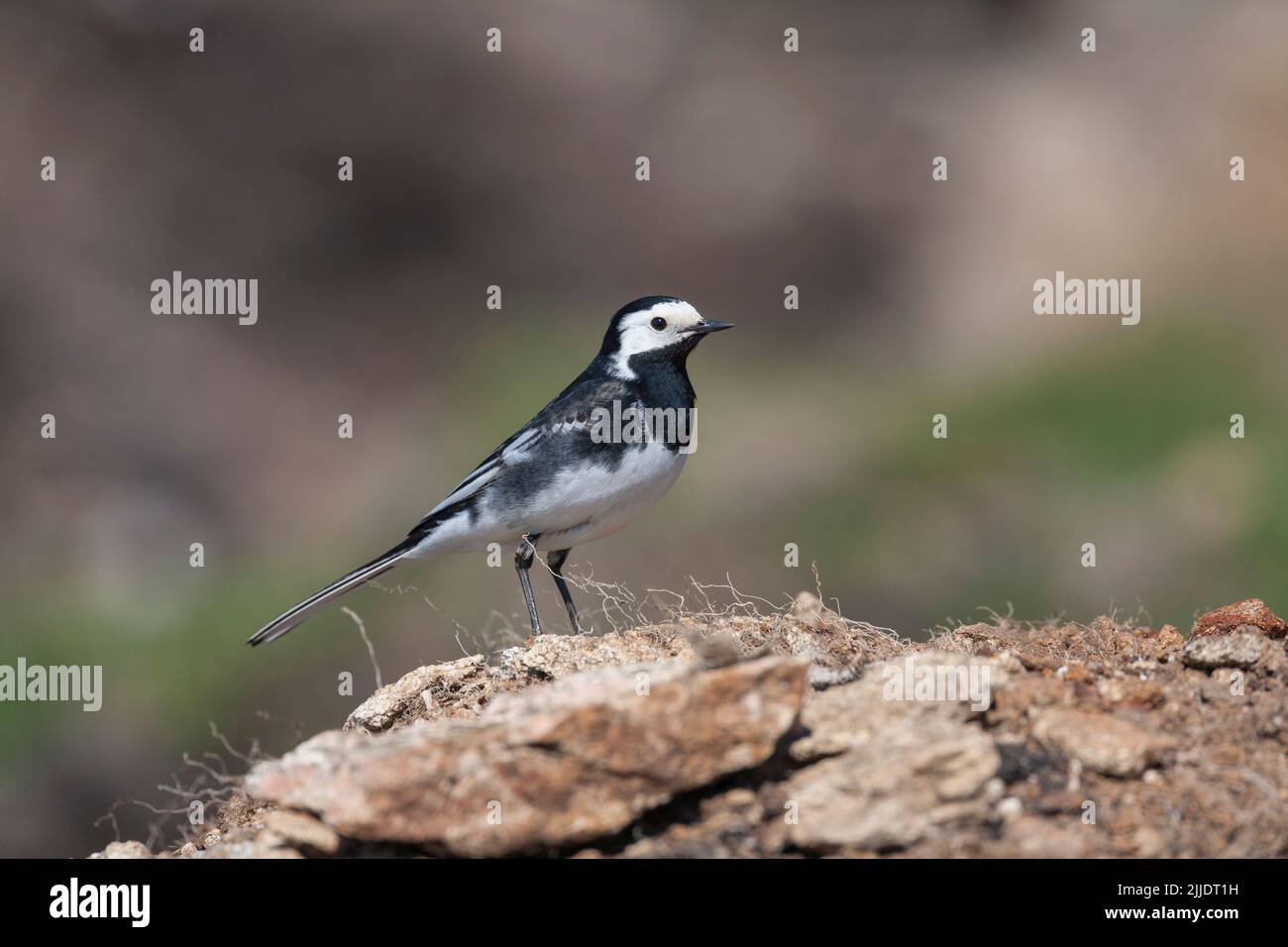 Pied wagtail Motacilla alba yarrellii, adult foraging on moorland, North Uist, Outer Hebrides, Scotland, UK, May Stock Photo