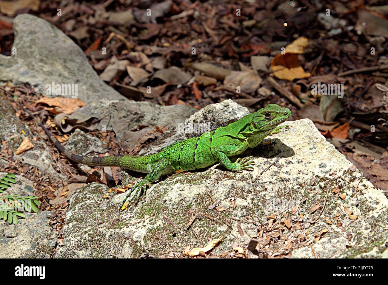 Bright green lizard on a rock Stock Photo