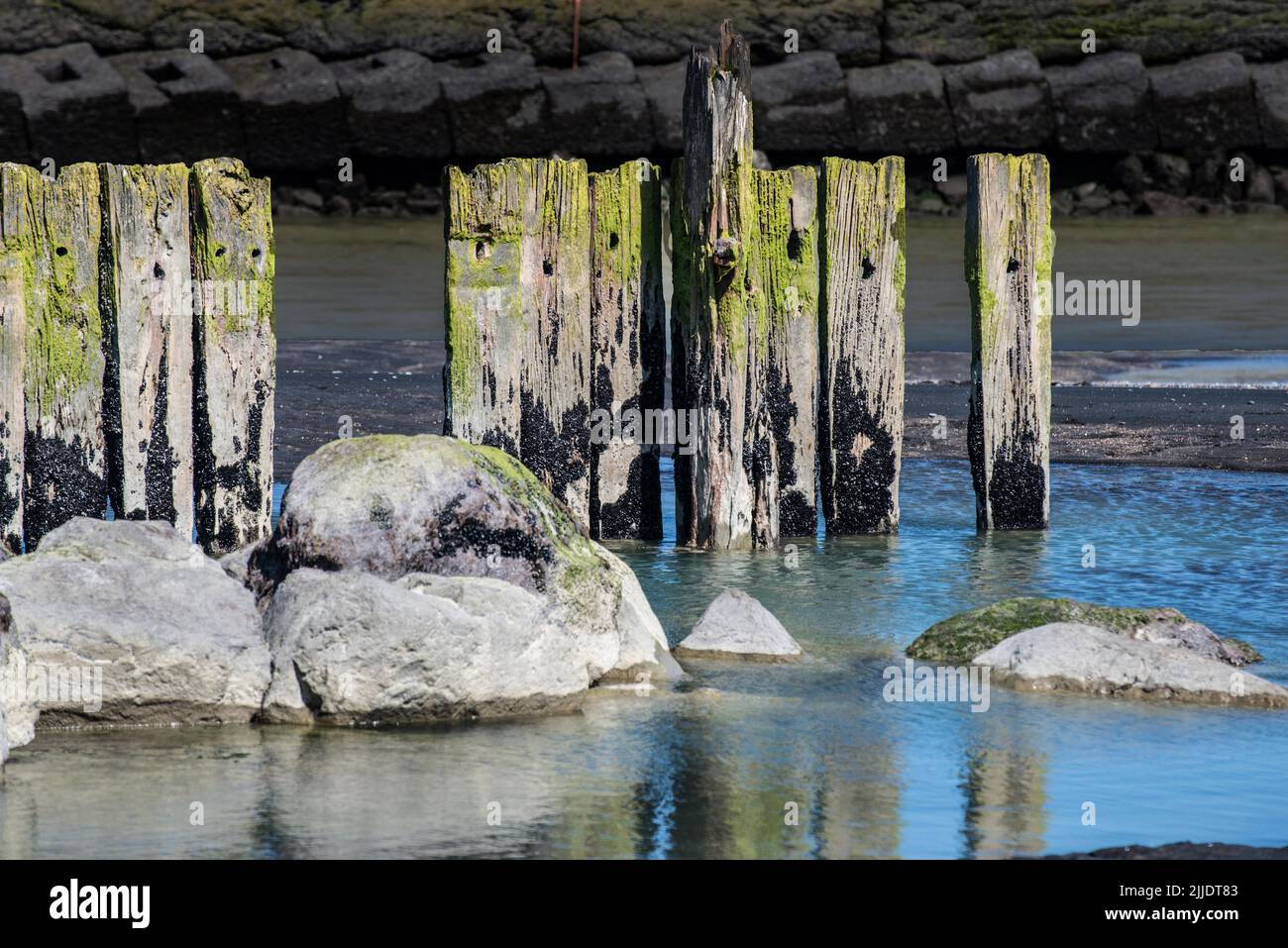 Old wooden groynes on a beach in Palliser Bay located at the southern end of the North Island of New Zealand, to the southeast of Wellington. Stock Photo