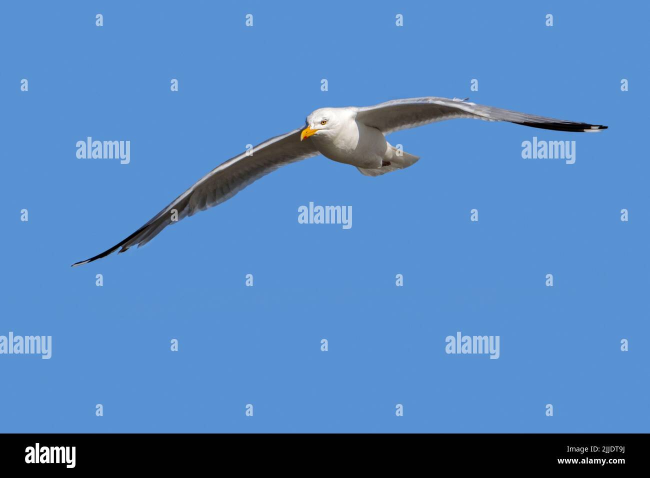 European herring gull (Larus argentatus) in flight against blue sky in summer Stock Photo