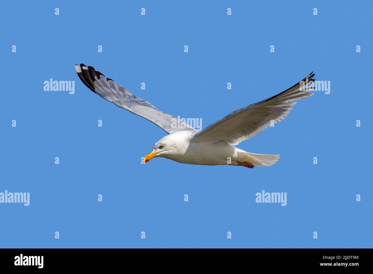 European herring gull (Larus argentatus) in flight against blue sky in summer Stock Photo