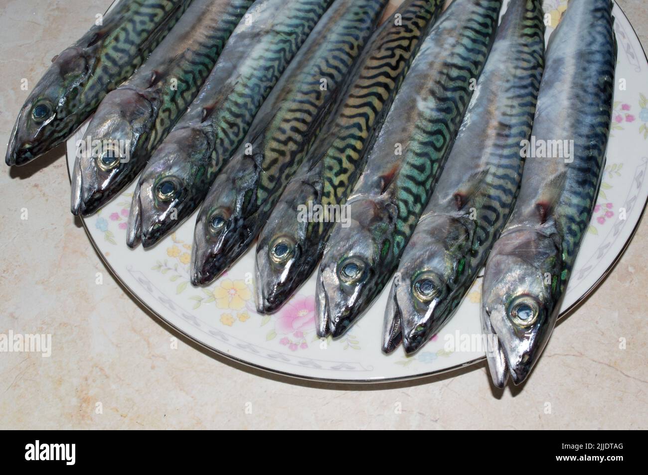 Raw saltwater fish Atlantic mackerel, Scomber scombrus on a white plate, raw seafood from Adriatic sea, Dalmatian cuisine Stock Photo