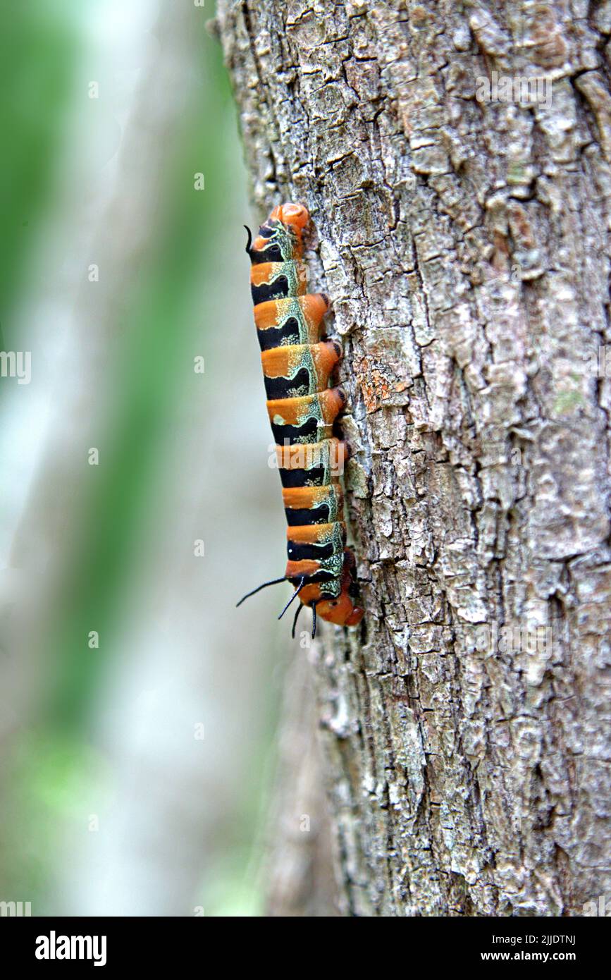 giant caterpillar