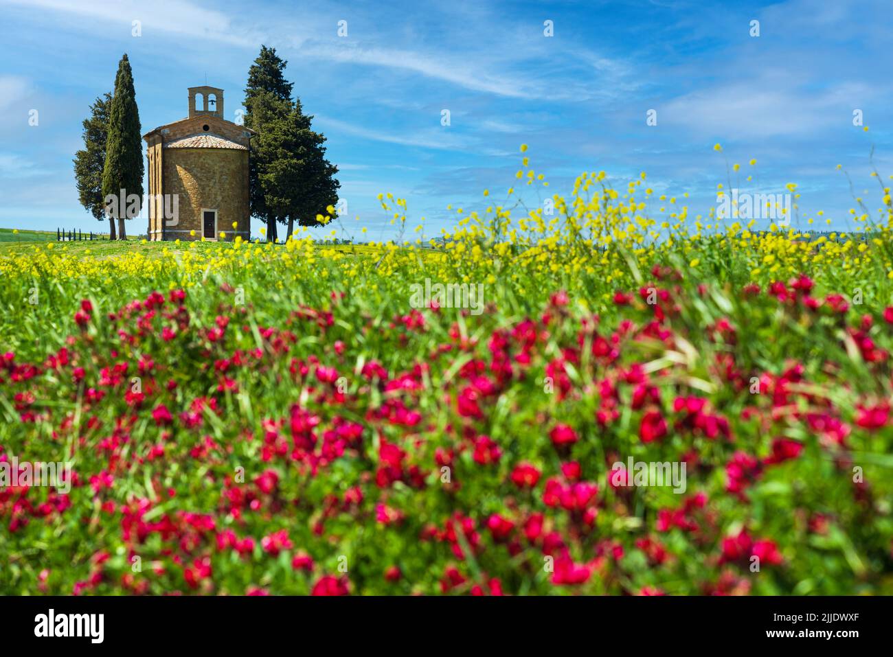 Chapel of the Madonna di Vitaleta between two cypress trees surrounded by blooming fields. Val d’Orcia, Tuscany, Italy. Stock Photo