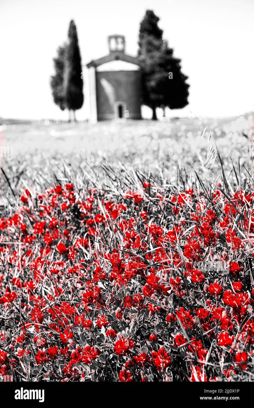 Chapel of the Madonna di Vitaleta between two cypress trees surrounded by blooming fields. Val d’Orcia, Tuscany, Italy. Retro red black white photo Stock Photo