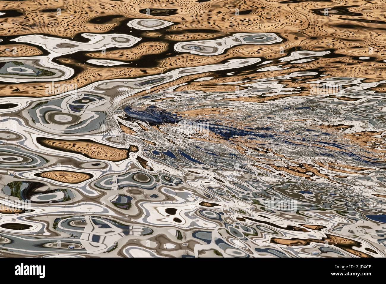 Alligator river north carolina hi-res stock photography and images - Alamy