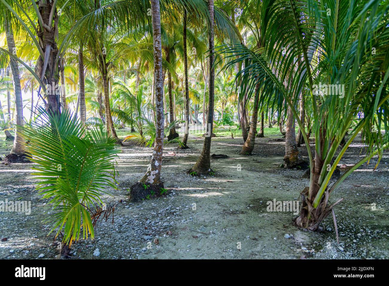 Palm trees on an island in the San Blas Islands in Panama Stock Photo