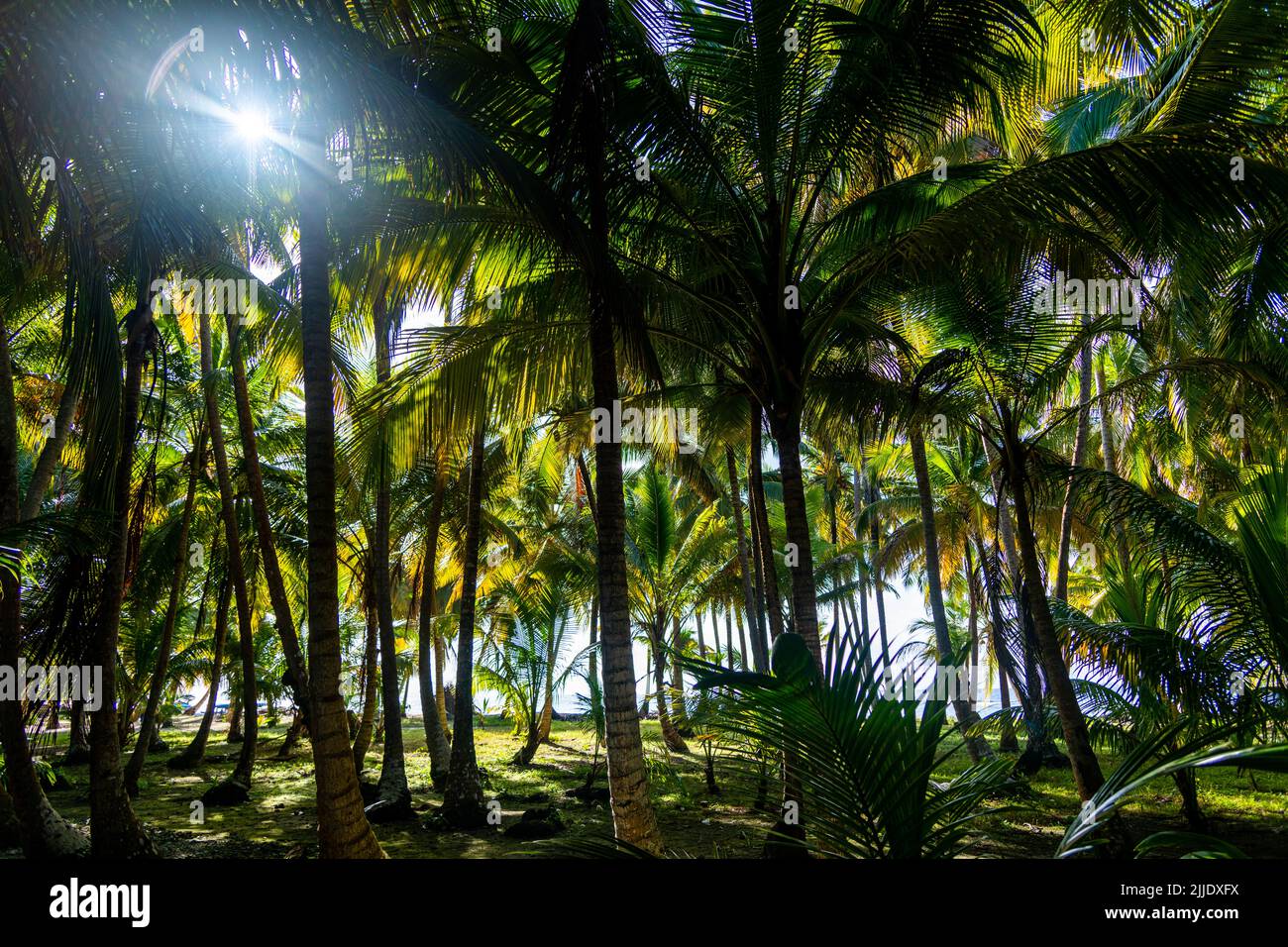 Palm trees on an island in the San Blas Islands in Panama Stock Photo