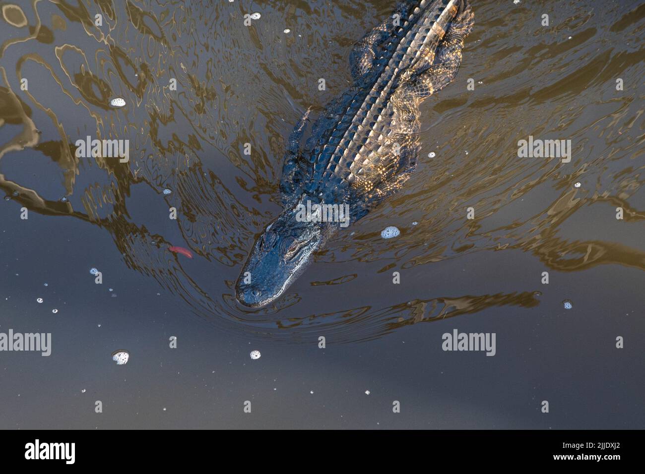 American alligator (Alligator mississippiensis) swimming in the Cape Fear River, Wilmington