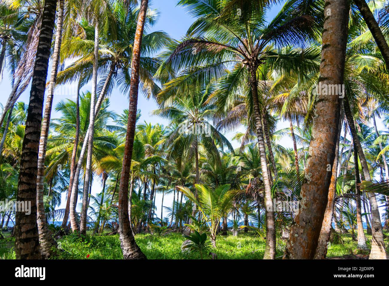 Palm trees on an island in the San Blas Islands in Panama Stock Photo