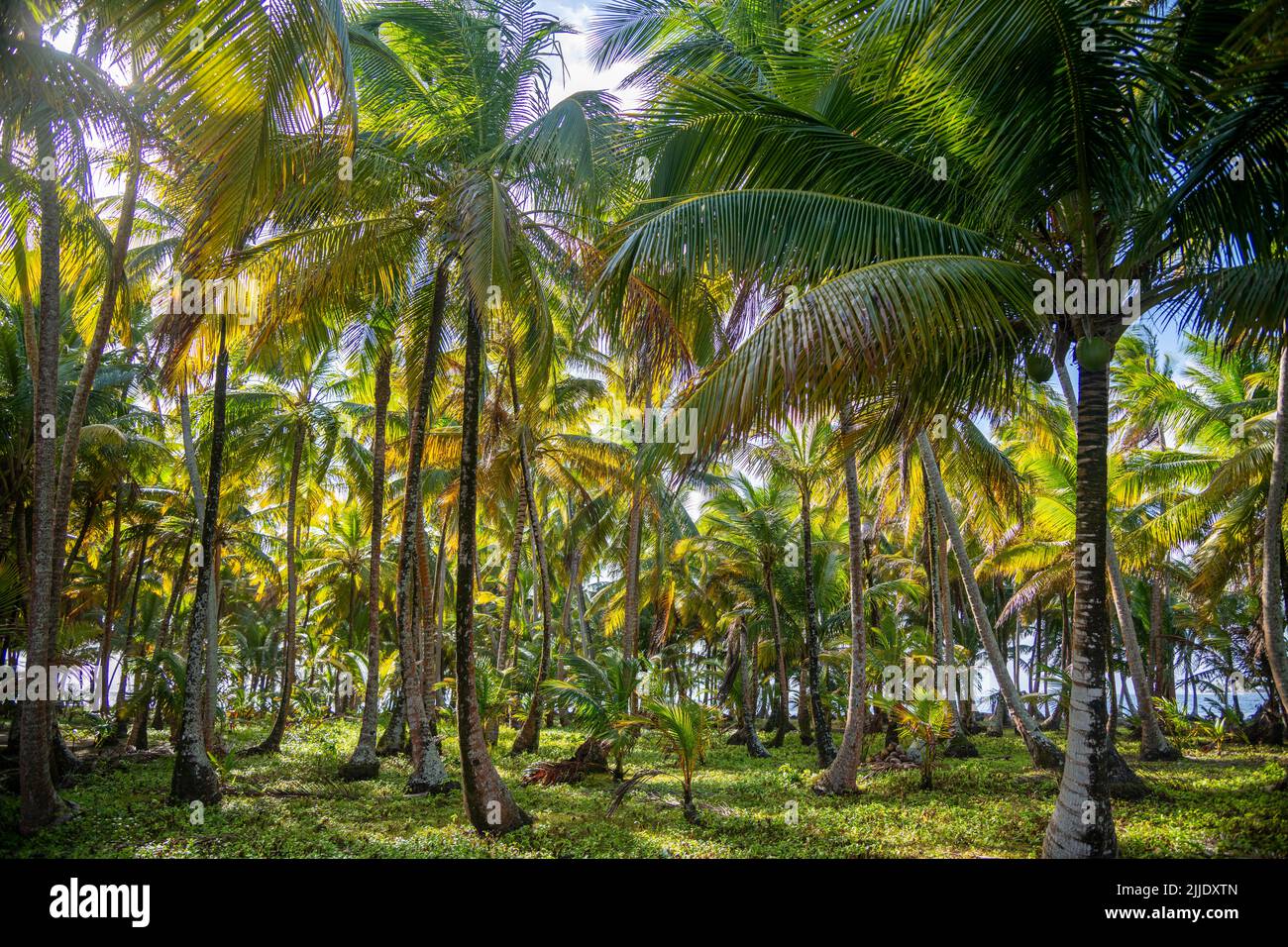 Palm trees on an island in the San Blas Islands in Panama Stock Photo