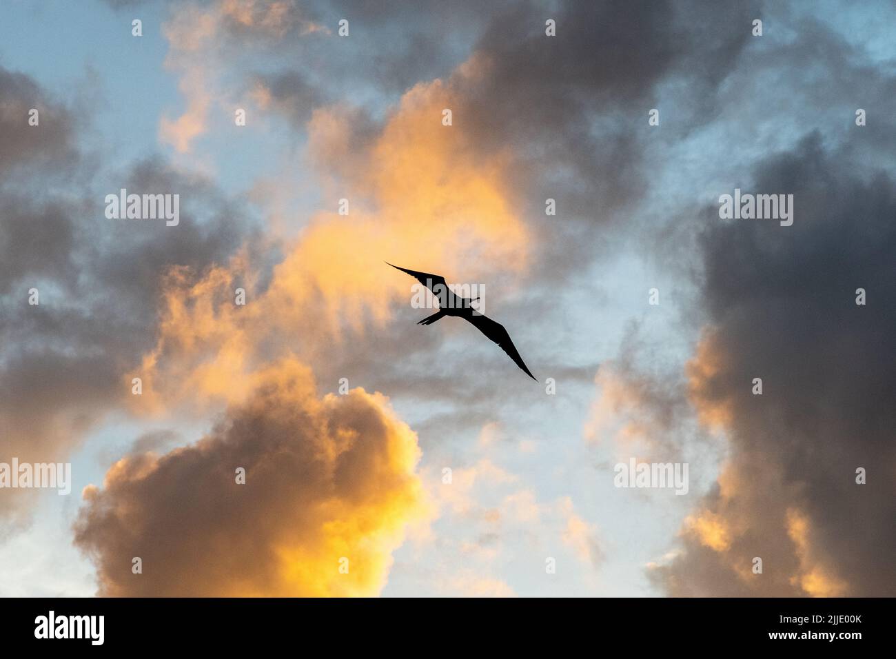A bird flying in the sky in the San Blas Islands in Panama Stock Photo