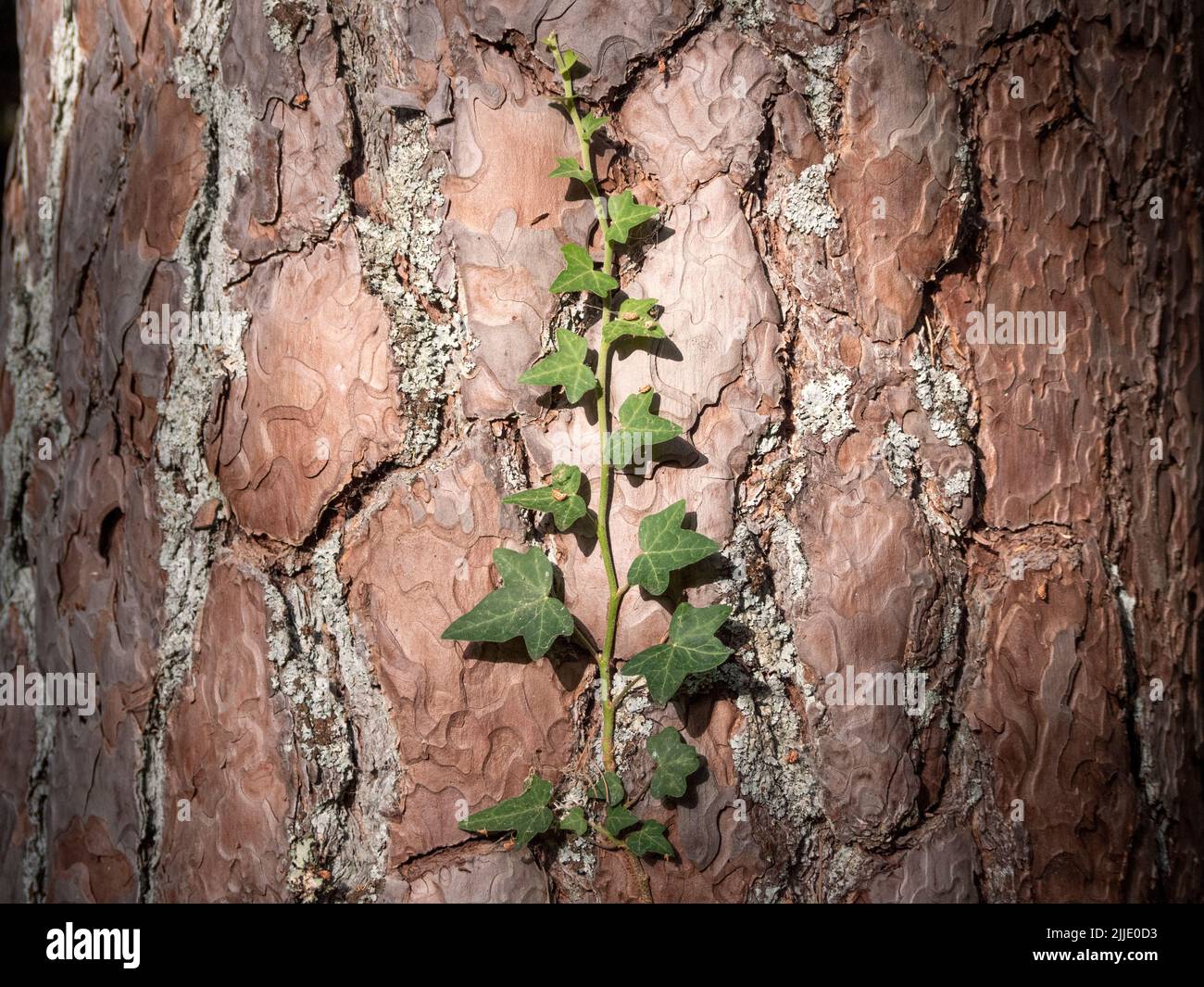 Wild Ivy growing towards the sky on a pine trunk. Stock Photo