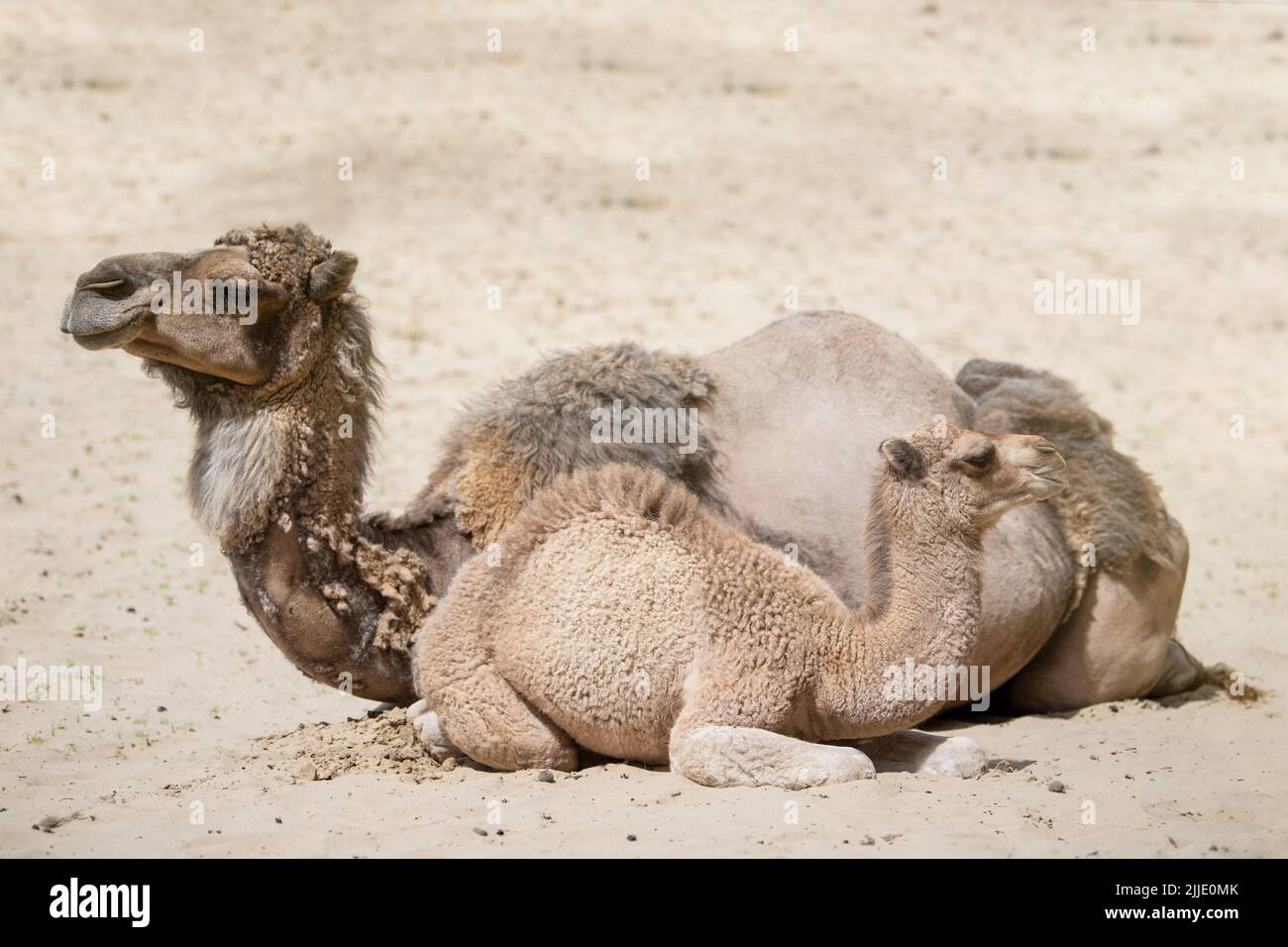 A camel and a small camel lie on the hot sand next to each other