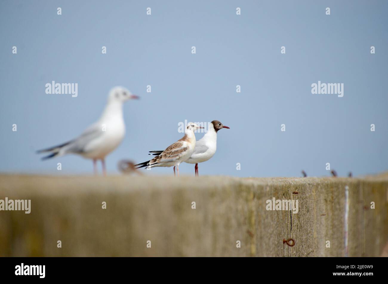 black headed sea gulls on a seawall at seahouses northumberland england great britain 2022 Stock Photo