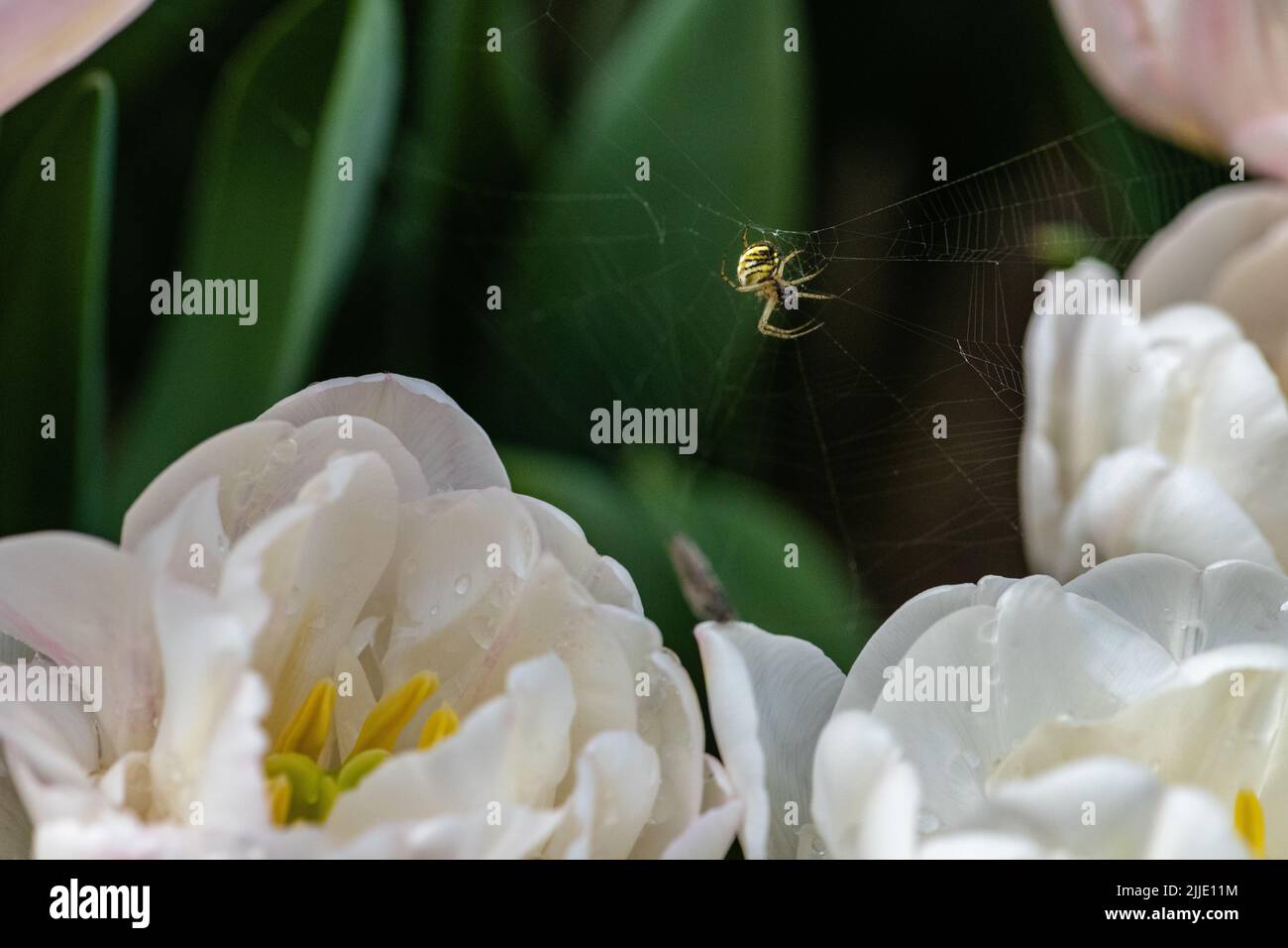 A closeup of spider with it's prey on web among petals of white Columbus tulip growing in summer garden Stock Photo