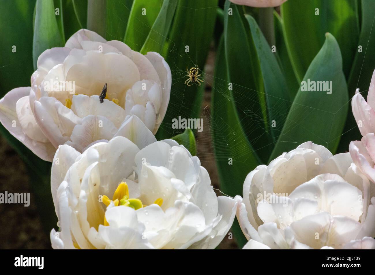 A closeup of spider with it's prey on web among petals of white Columbus tulip growing in summer garden Stock Photo