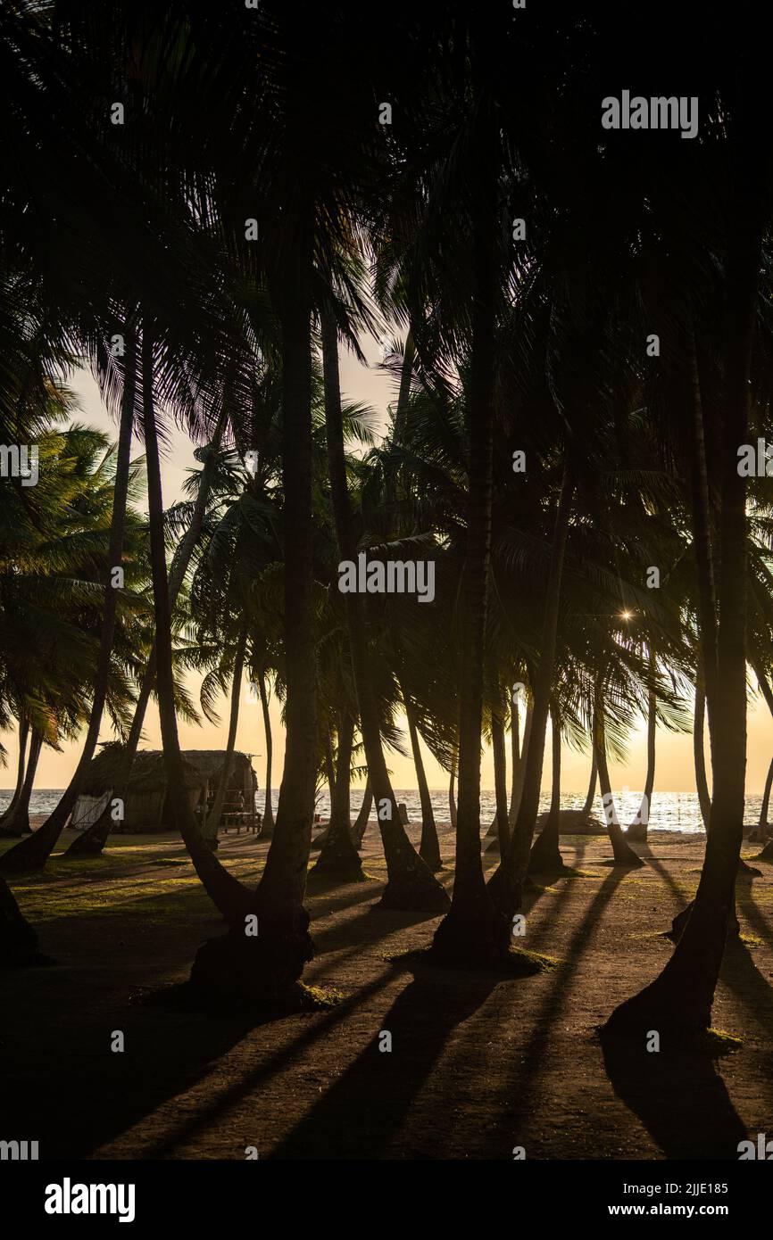 Sunset through palm trees in the San Blas Islands in Panama Stock Photo