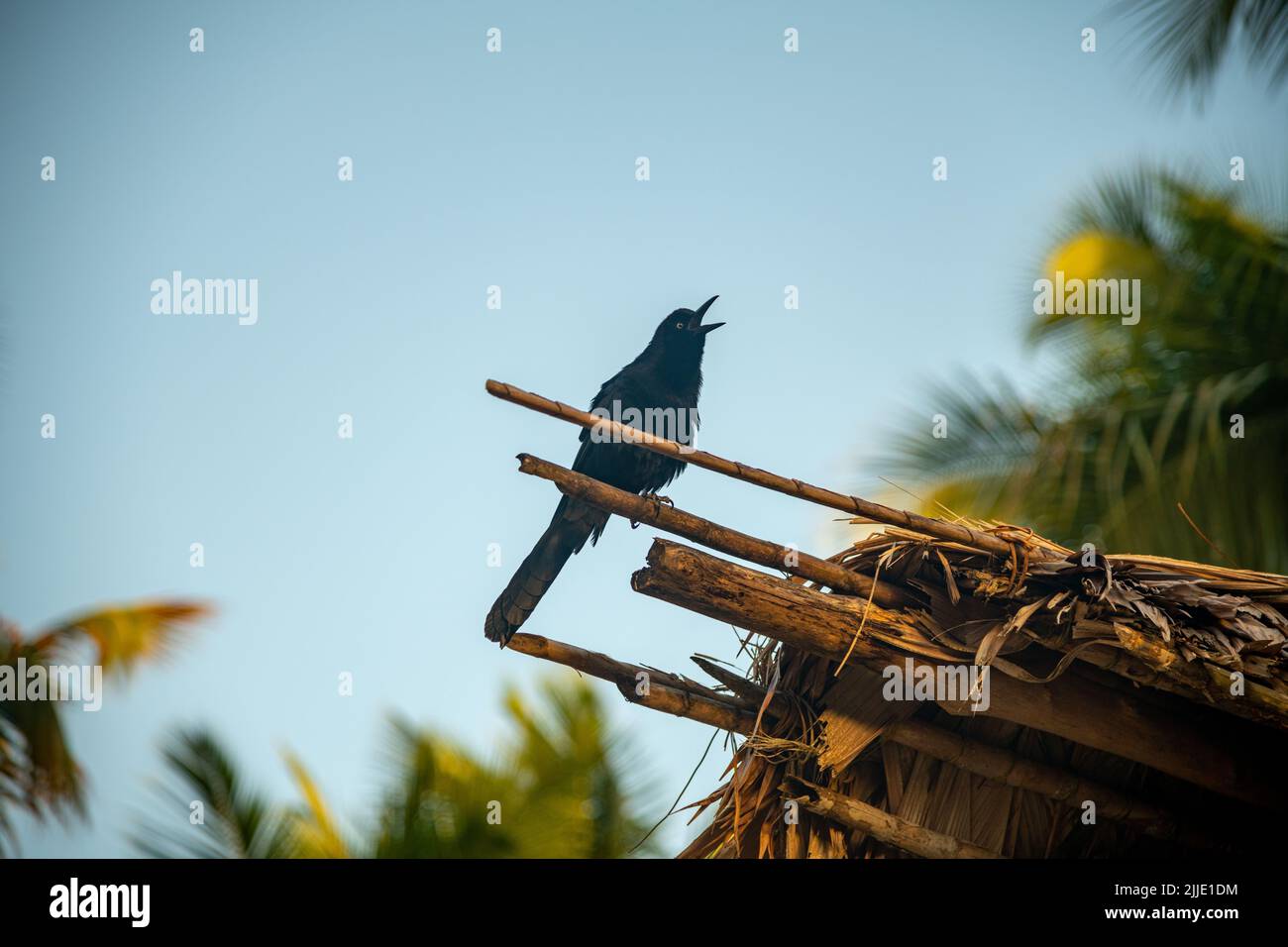 A perched bird calling on an island in the San Blas Islands in Panama Stock Photo