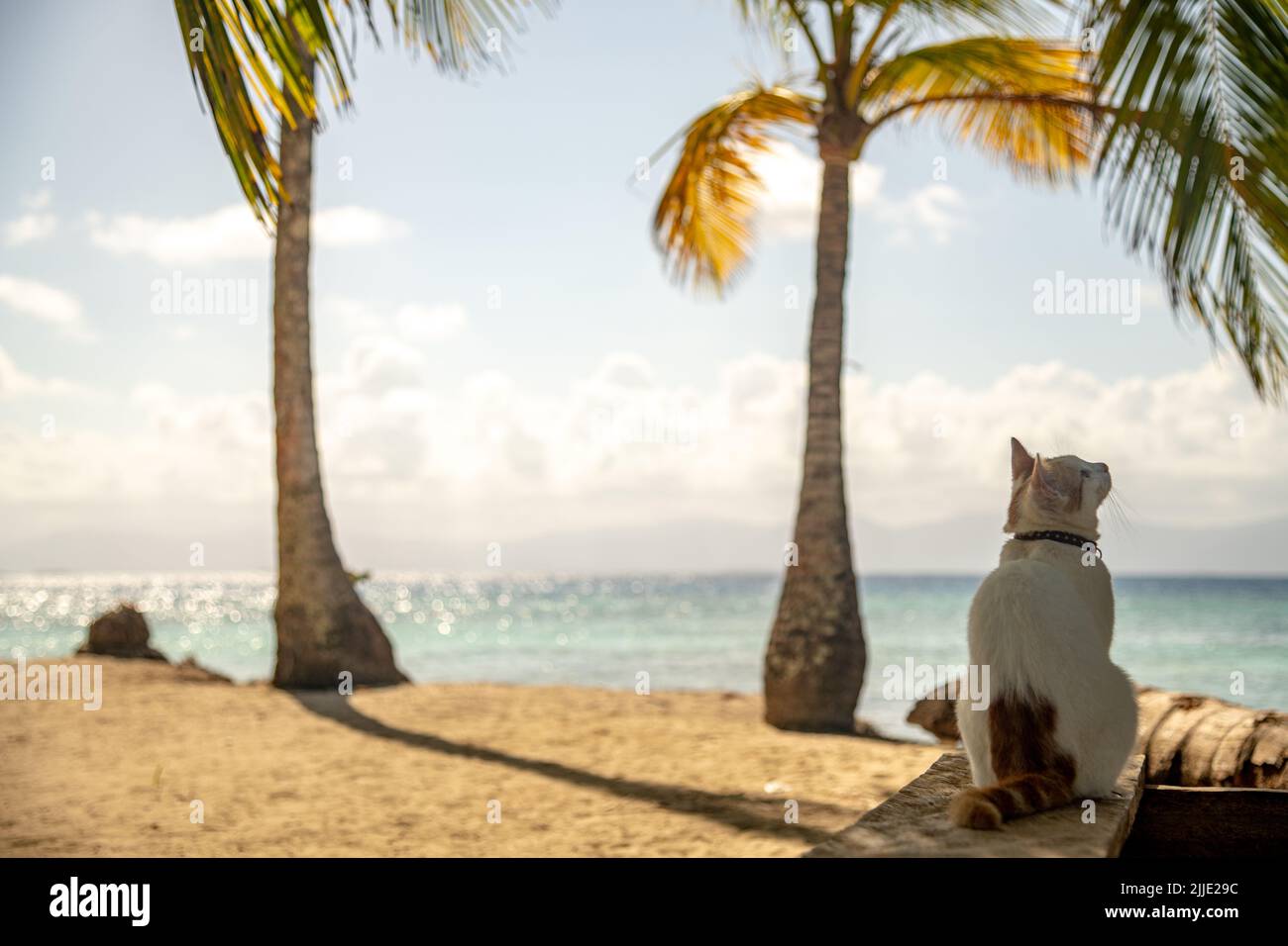 A cat sitting on a bench in the San Blas Islands in Panama Stock Photo