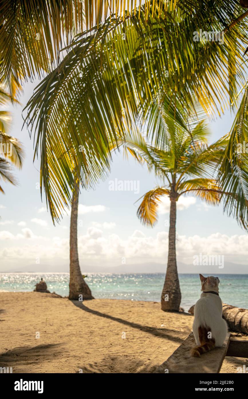 A cat sitting on a bench in the San Blas Islands in Panama Stock Photo