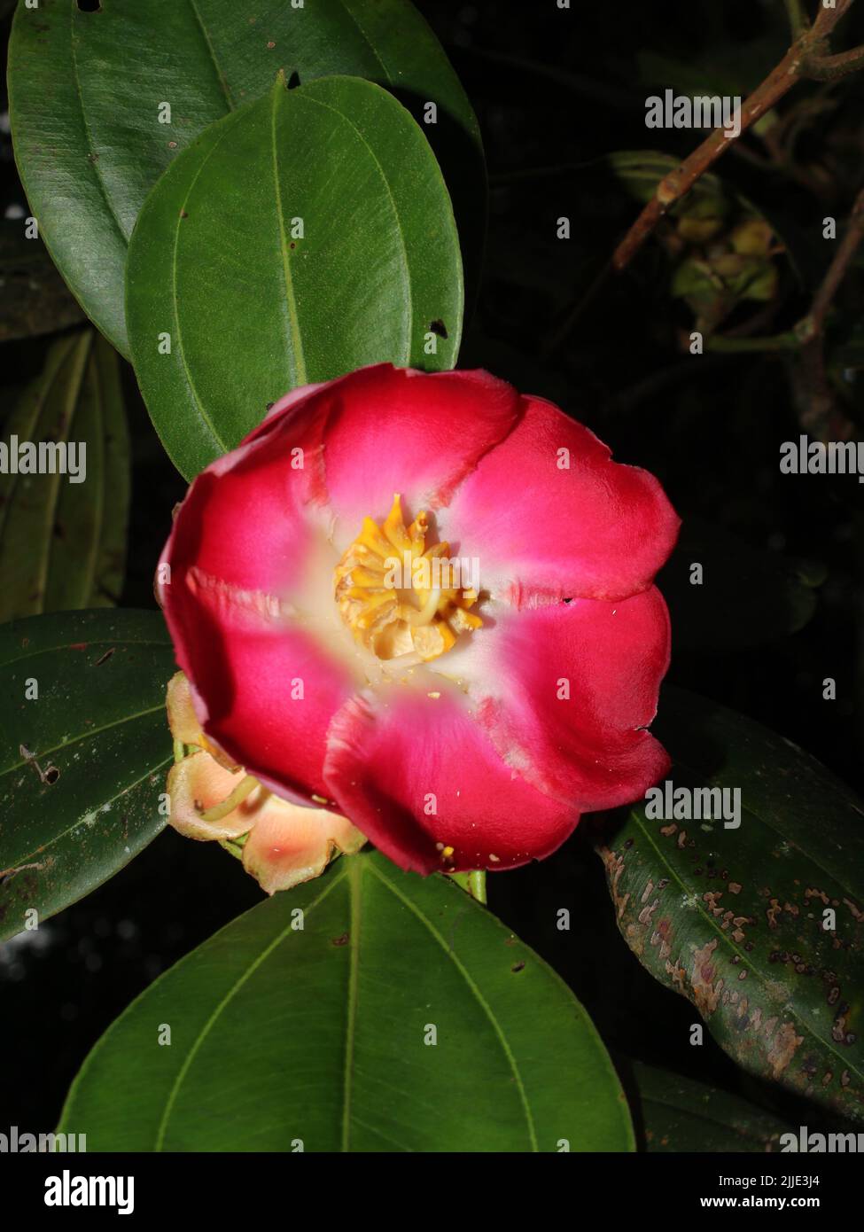 Red flower of epiphytic tree Blakea scarlatina Stock Photo
