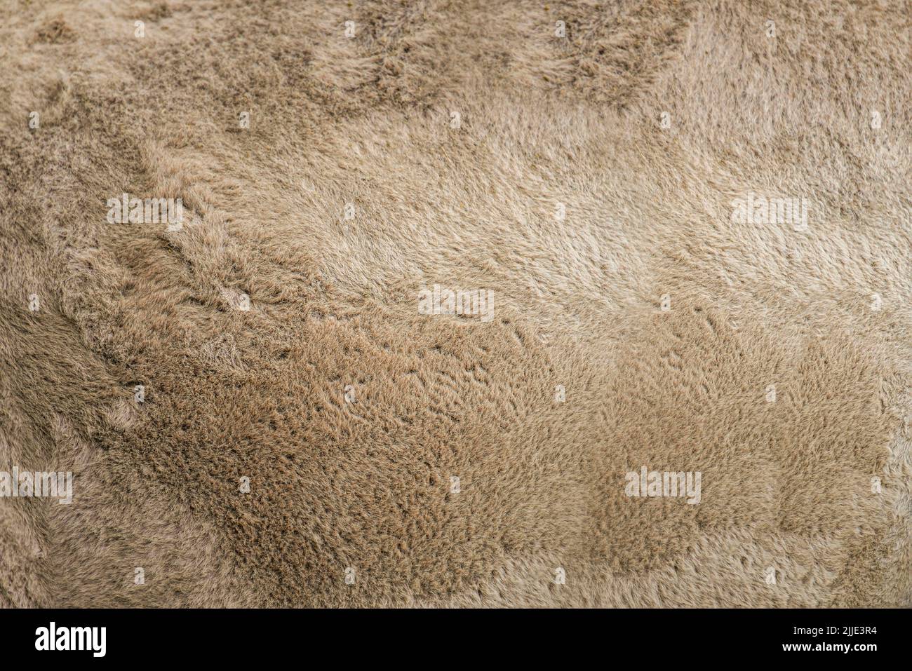 Camel texture. Camel skin close up. Camel wool for background or