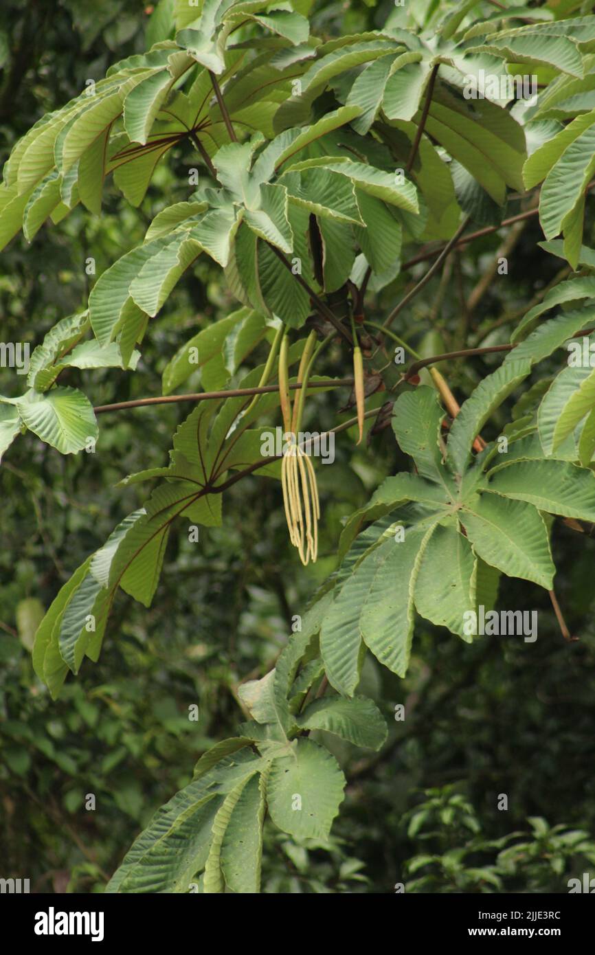 Guarumo tree (Cecropia obtusifolia) with inflorescences Stock Photo