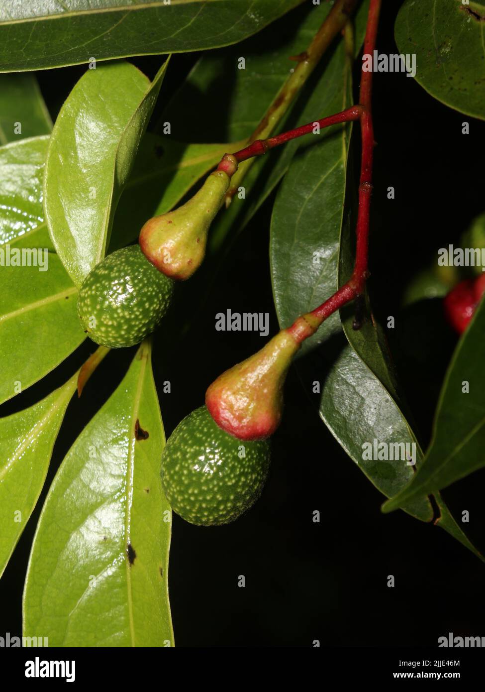 Close-up on the fruits of Nectandra umbrosa, from rainforests of Costa Rica Stock Photo