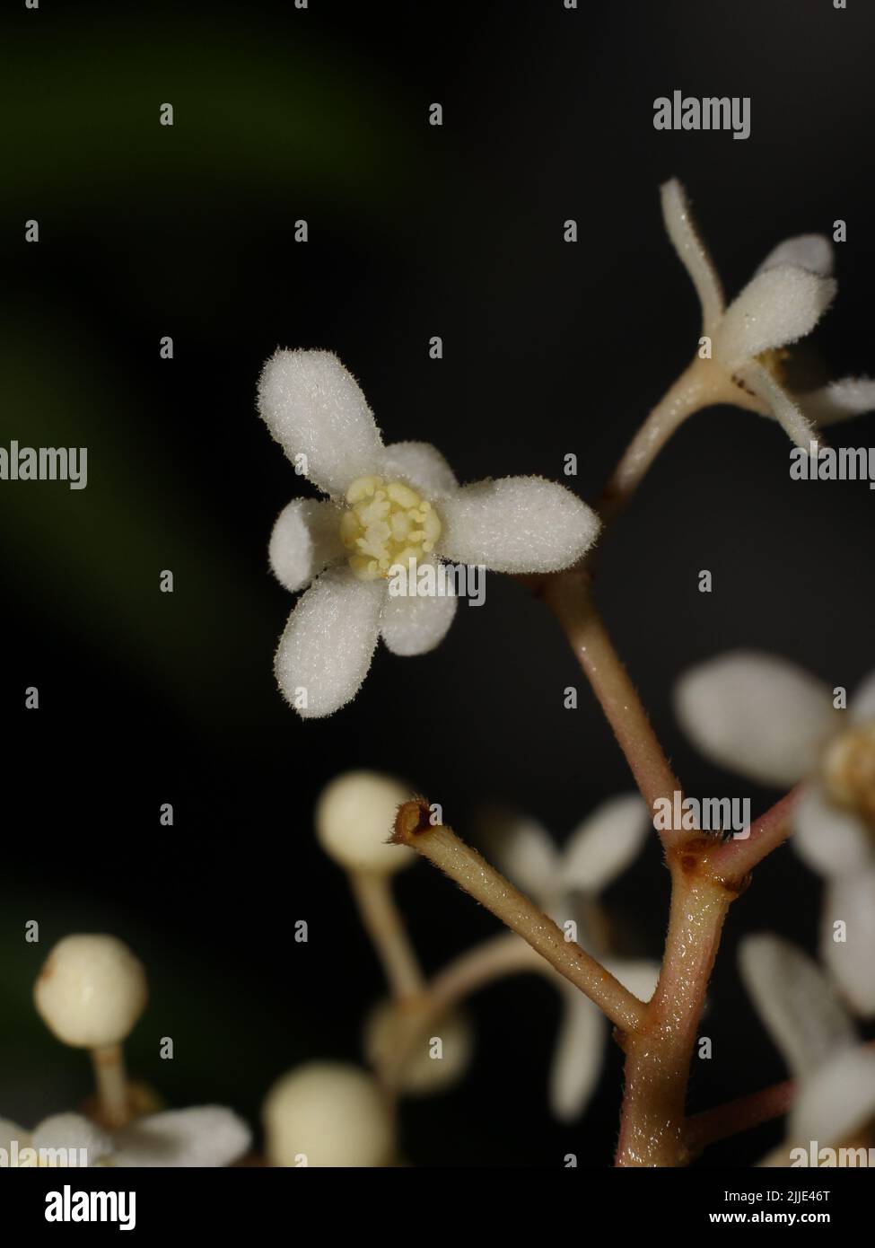 Close-up on the flowers of Nectandra umbrosa, from rainforests of Costa Rica Stock Photo
