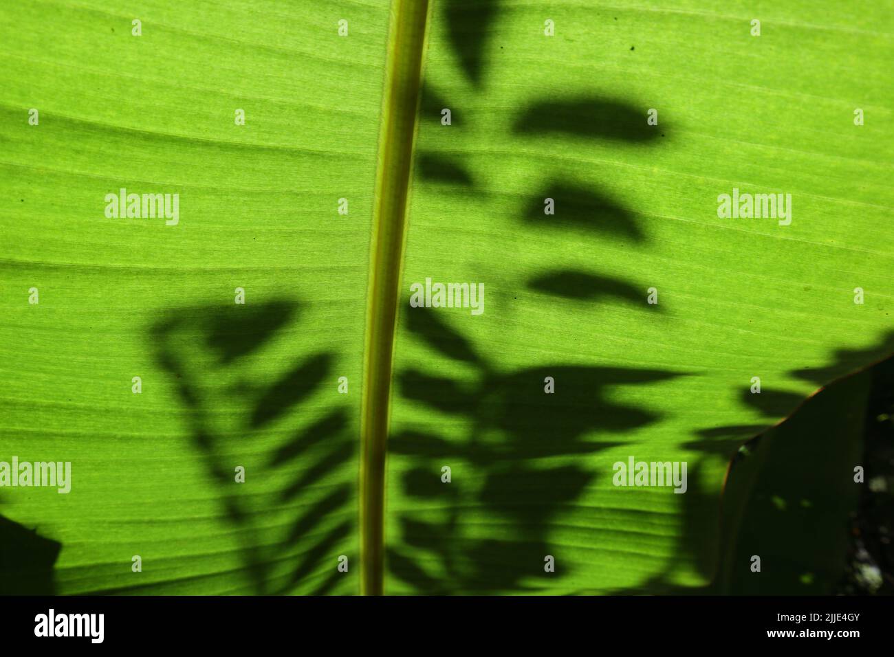 Underneath view of a large Banana leaf in direct sunlight reveals the