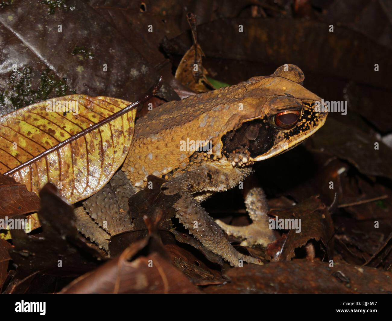 Atlantic Forest Toad (Incilius melanochlorus) on the forest floor Stock ...