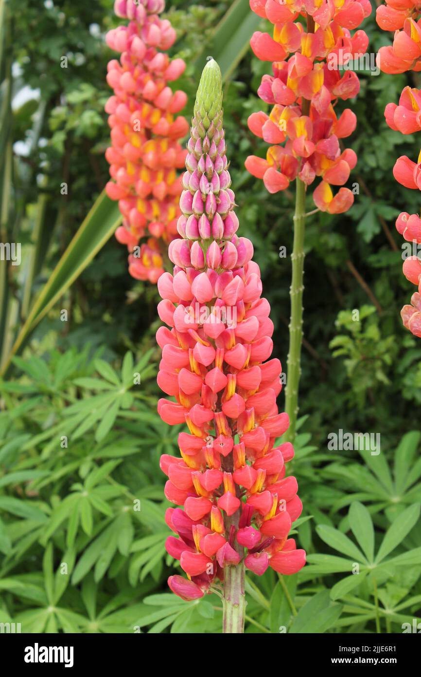 A Colourful Display of a Lupin Plant Flower. Stock Photo