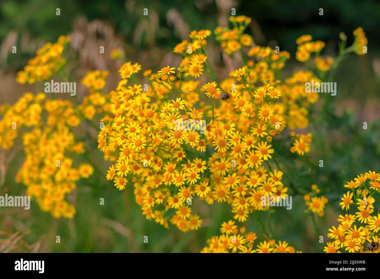 Yellow flowers against the background of a blurred meadow in Poland Stock Photo