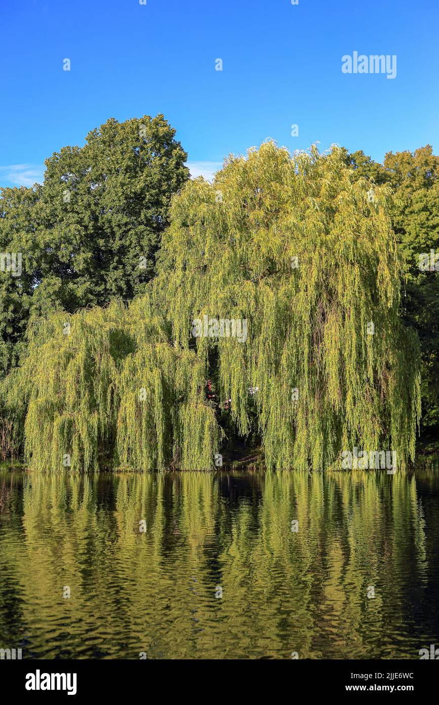 Surface of water reflecting trees hi-res stock photography and images ...
