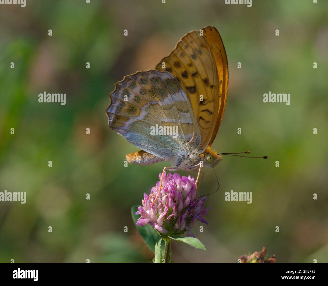 Butterfly on a purple flower on a field in summer Stock Photo