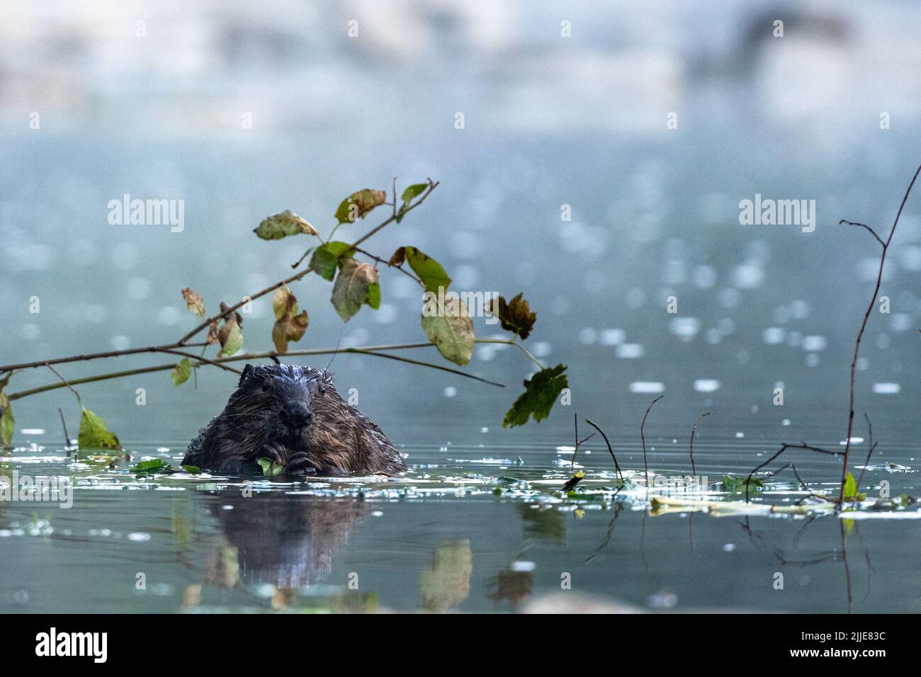 Eurasian beaver (Castor fiber), Carpathians, Bieszczady, Poland. Stock Photo