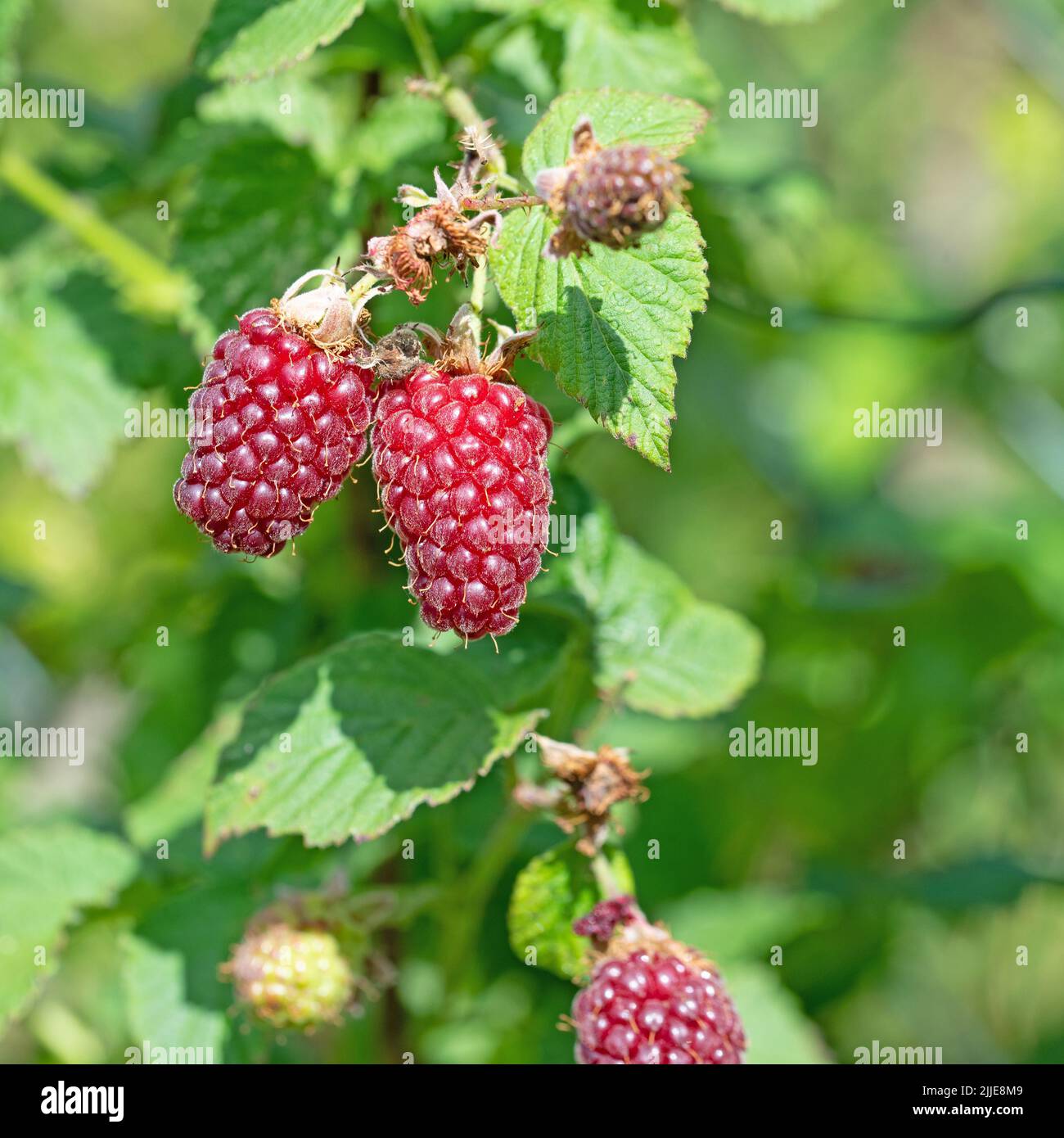 Tayberry fruits in a close-up Stock Photo