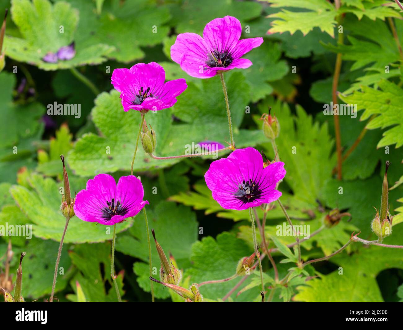 Black eyed, crimson-magenta flowers of the hardy perennial summer to autumn blooming Geranium psilostemon, Armenian cranesbill, a vigorous spawler Stock Photo