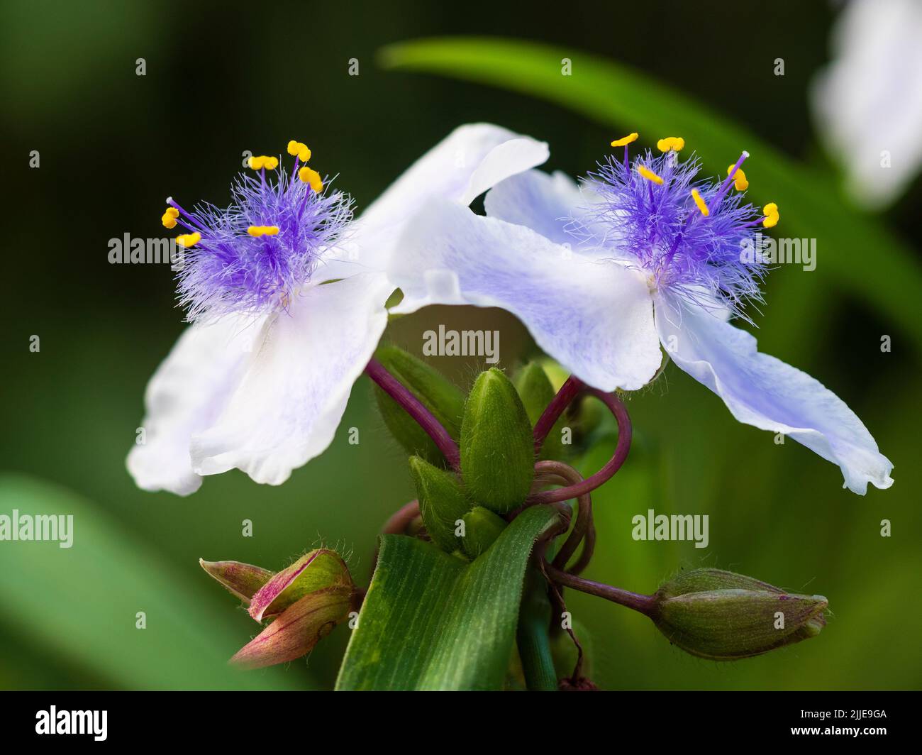 Fethery centered blue and white flowers of the summer blooming hardy perennial spiderwort, Tradescantia (Andersoniana Group) 'Iris Pritchard' Stock Photo