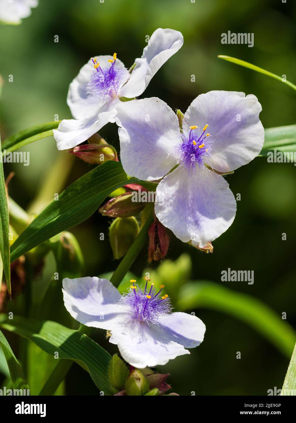 Fethery centered blue and white flowers of the summer blooming hardy perennial spiderwort, Tradescantia (Andersoniana Group) 'Iris Pritchard' Stock Photo
