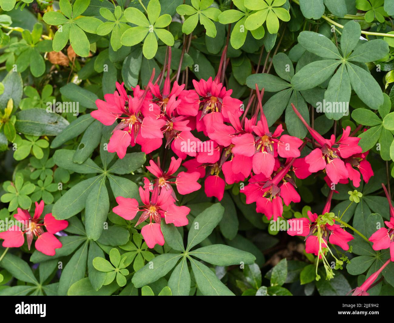 Red blooms of the perennial climbing Scottish flame flower, Tropaeolum speciosum, a plant for cool, moist climates Stock Photo