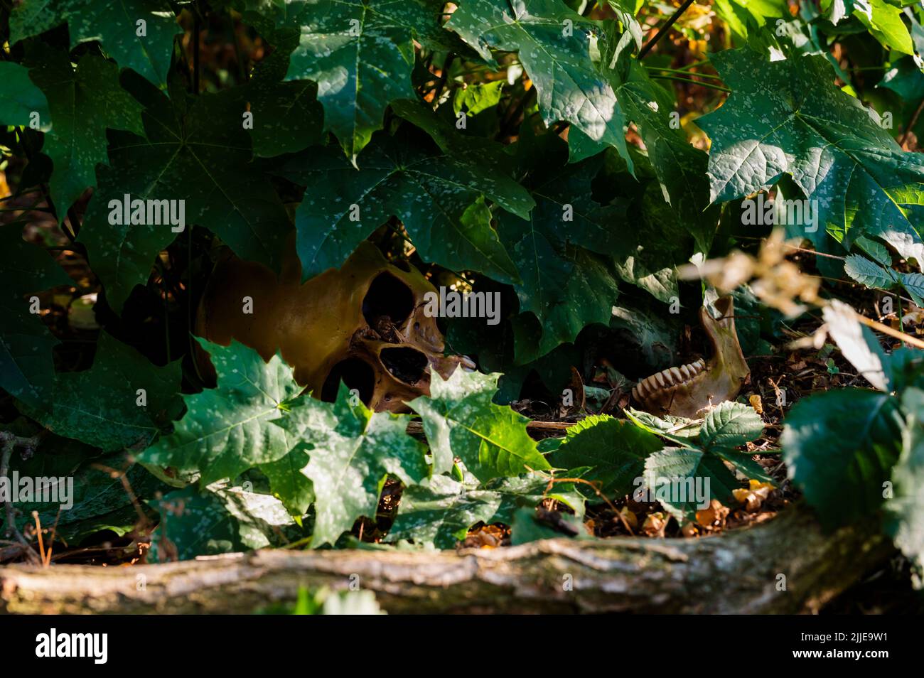 A skull in the bushes Stock Photo