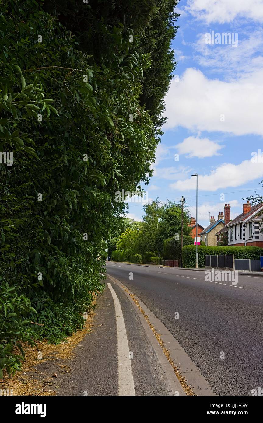 overgrown hedge blocking the pavement by a main residential road in summer Stock Photo