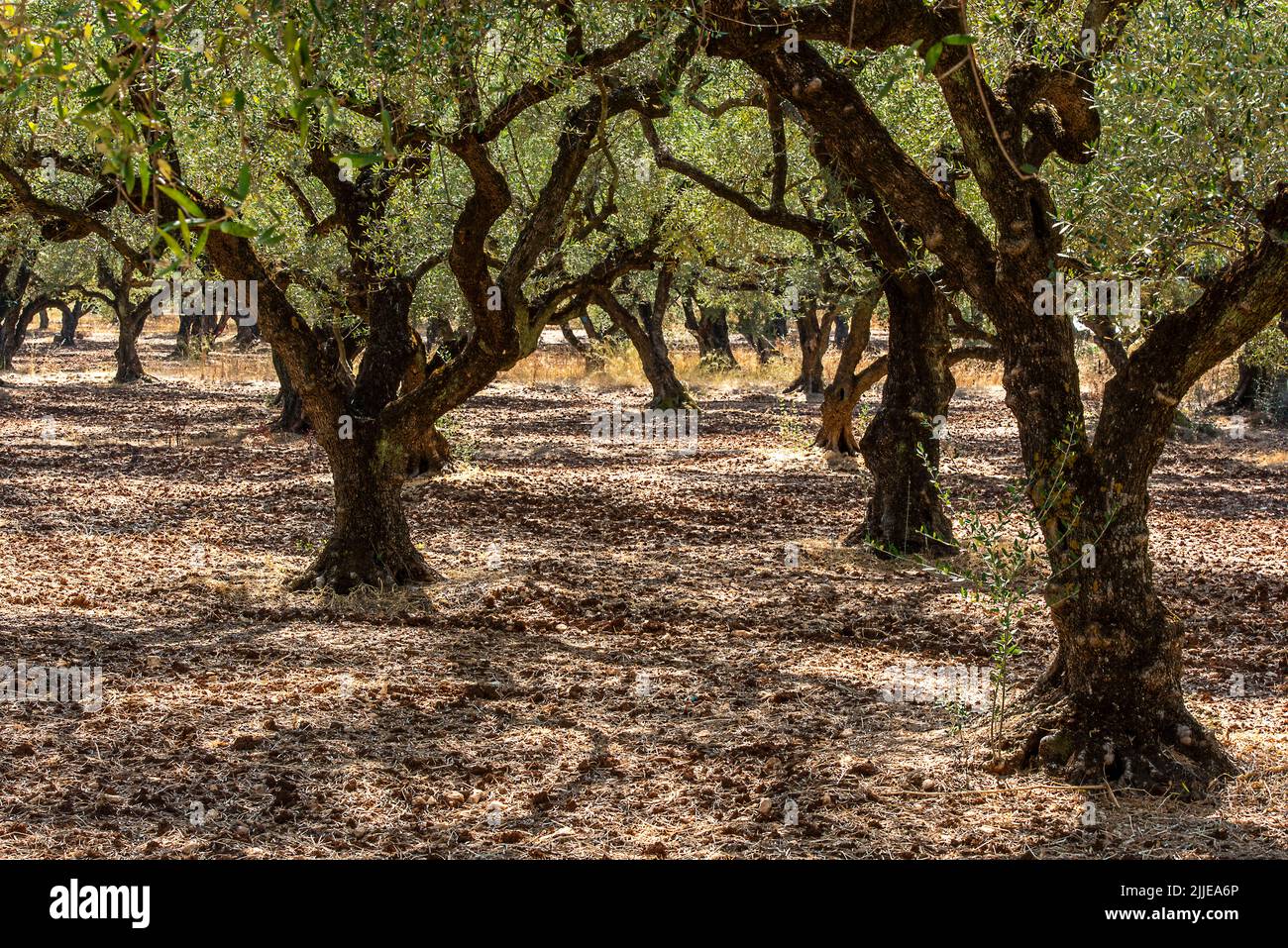 olive trees, olive grove, zante, zakynthos, greek islands, olive oil production, oliver trees in an olive grove on the greek island of zakynthos. Stock Photo