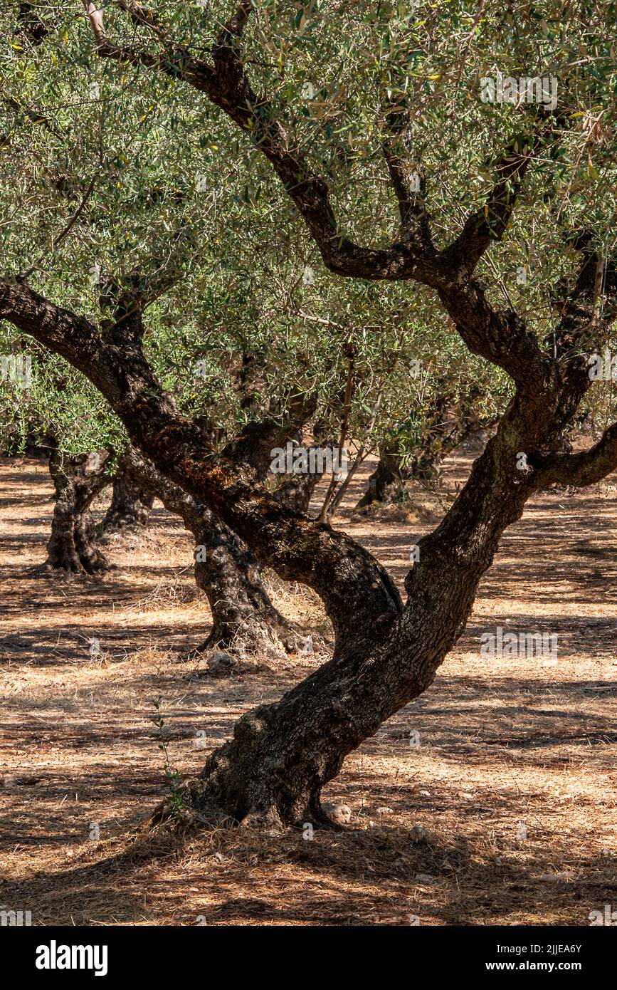 old mature olive tree growing in a grove on the greek island of zante or zakynthos. Stock Photo