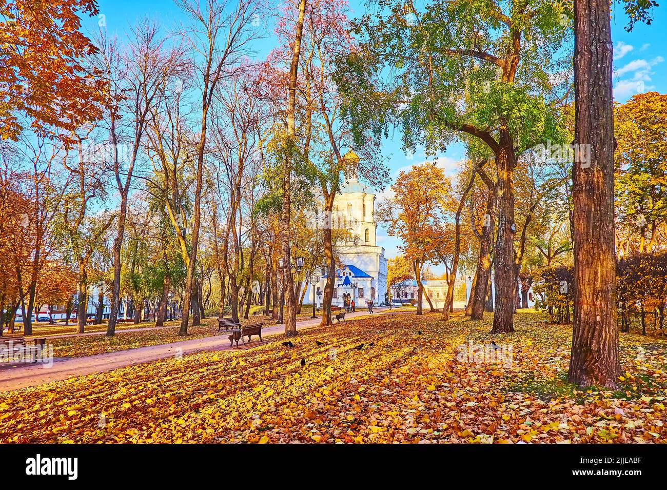 The scenic autumn Chernihiv Citadel Park with tall trees, dry yellow foliage on the ground, wooden benches and Chernihiv Collegium in background, Cher Stock Photo