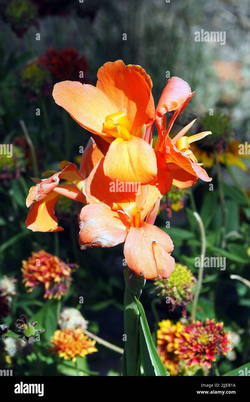 canna lily, Blumenrohr, Canna x generalis, kanna, Budapest, Hungary