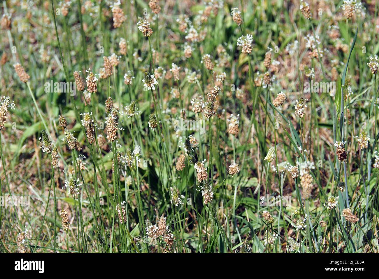 ribwort plantain, Spitzwegerich, Plantain lancéolé, Plantago lanceolata, lándzsás útifű, Budapest, Hungary, Magyarország, Europe Stock Photo